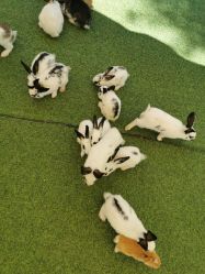 -萌宠亲子动物乐园(槐房万达店)