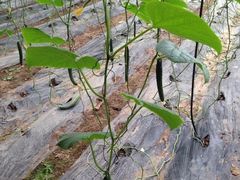 iphone_upload_pic-万源龙顺度假庄园生态观光园