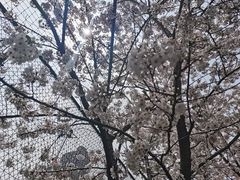 -东平国家森林公园