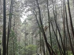 -铁山坪森林公园