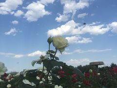 -永定河休闲森林公园