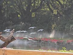 -广州长隆飞鸟乐园