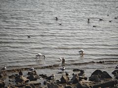 -深圳湾公园(南山区)