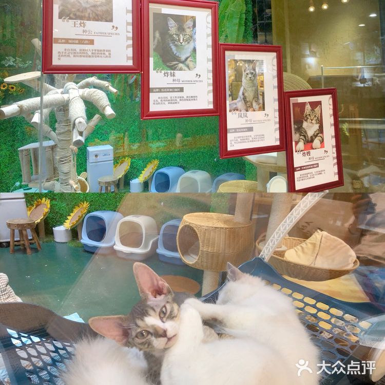 广州猫舍 | 专做德文缅因布偶的正规良心猫舍🐱