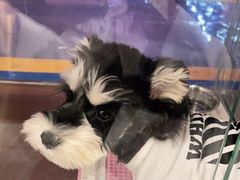 -FAELING PETS美天灵宠物(富力广场店)