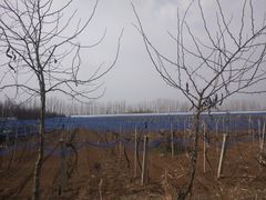 -白鹿原葡萄主题公园