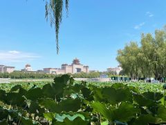 -莲花池公园