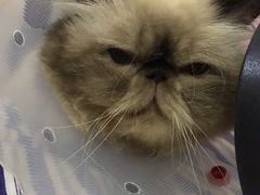 -伟伟宠物医院·CT影像中心·瑞派犬猫综合性门诊(汉口总院)