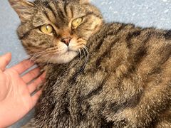 -伟伟宠物医院·瑞派猫友好医院·猫科(光谷店)