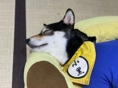 -逗柴咖啡屋·狗咖猫咖宠物桌游