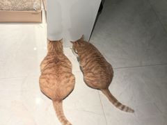 -凯瑞希宠物医院·狂犬免疫·微创·皮肤科