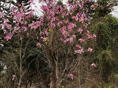 -长洲岛