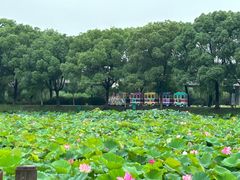 -荷塘月色湿地公园·向阳花洲