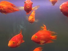 -邓丽君音乐主题餐厅