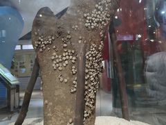 -上海昆虫博物馆