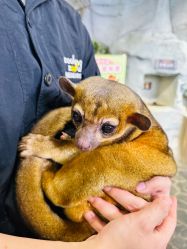 -Zoolung Zoolung动物主题公园(海信广场店)
