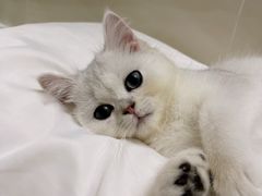 -屋虎猫馆(宝安大仟里店)