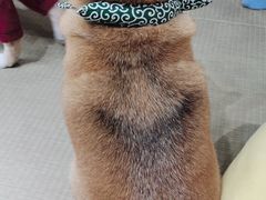 -逗柴咖啡屋·狗咖猫咖宠物桌游