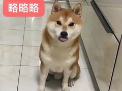 -逗柴咖啡屋·狗咖猫咖宠物桌游