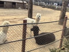 -大连森林动物园