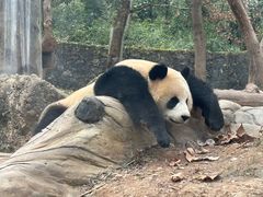 -都江堰中华大熊猫苑