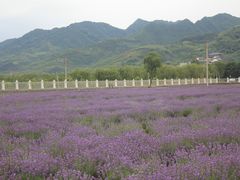 -曲江薰衣草庄园