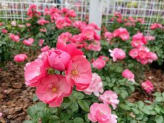 -深圳国际园林花卉博览园