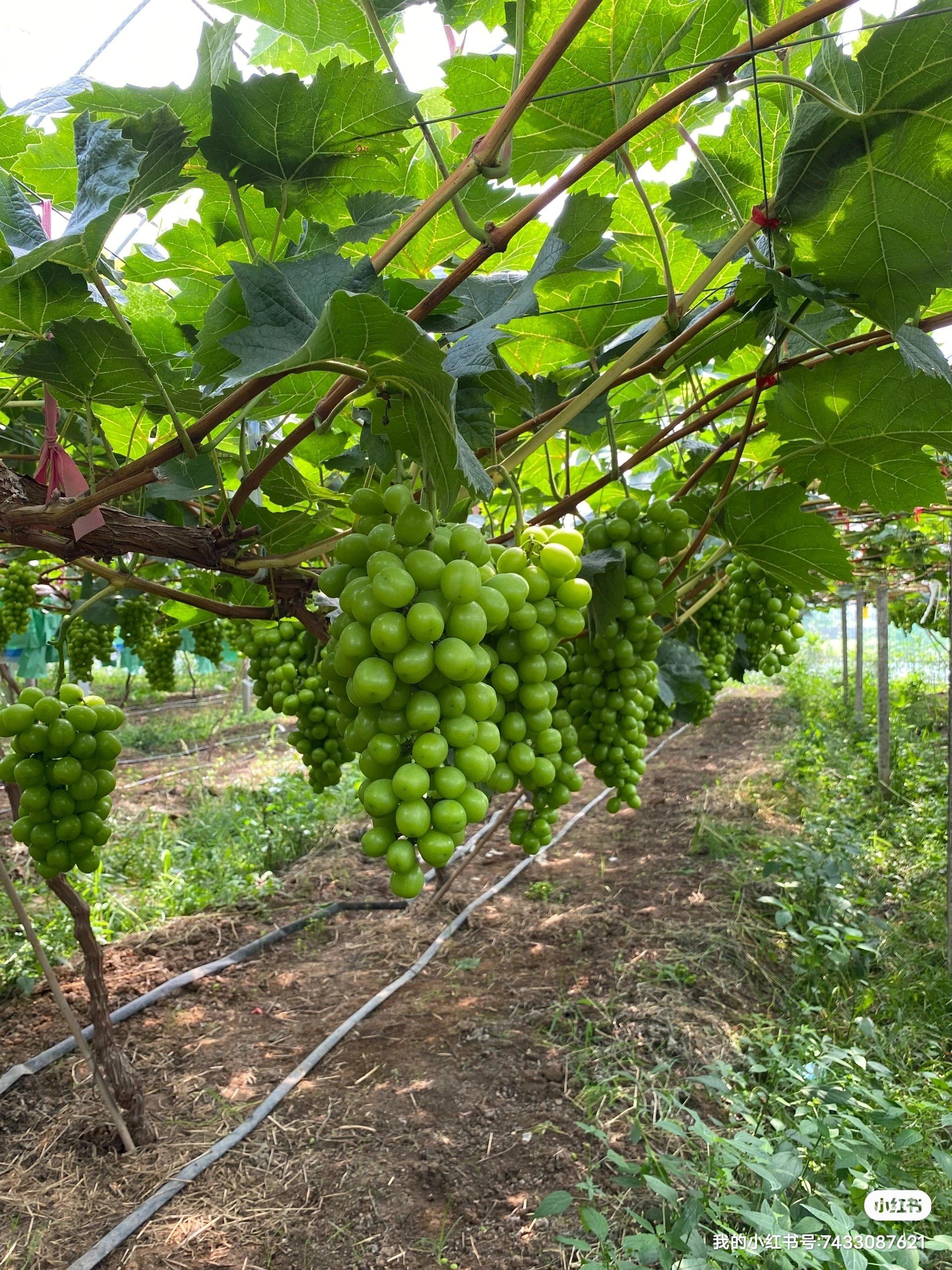 虹晶农场的阳光玫瑰