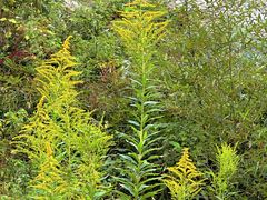 -东天目山风景区