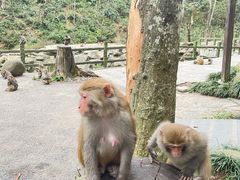 -姑婆山旅游区