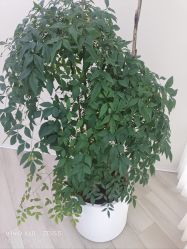 -HEYAN荷妍专业脱毛连锁机构