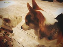 -百好乐宠物友好餐厅(朝外大街店)