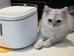 -猫大福·Fortune Cat猫舍(百子湾店)