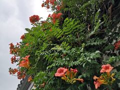 -南京市民俗博物馆(甘熙故居)