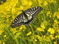 -汉长安城未央宫国家考古遗址公园