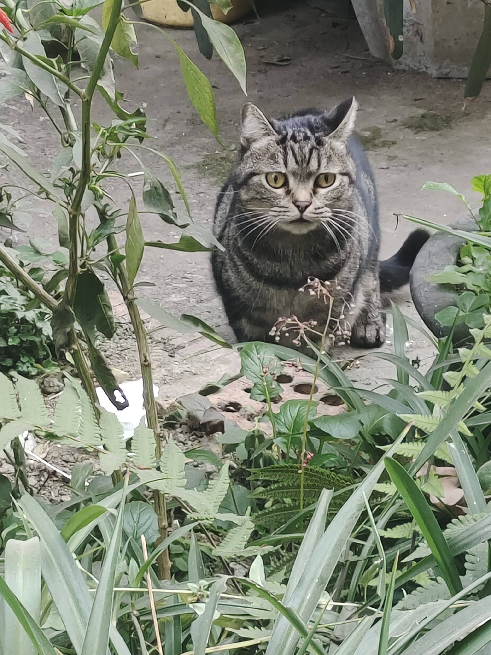 花狸子图片图片