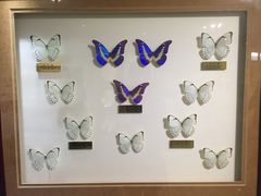 -上海昆虫博物馆