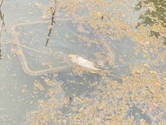 -大湾区中央湿地公园