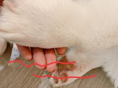 -浣熊柯尔鸭土拨鼠·电玩咖