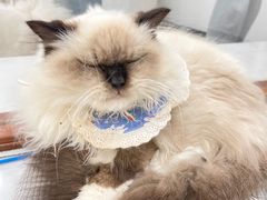 -共舞时光猫咖·狗咖(新街口店)