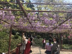 -嘉定紫藤园
