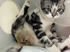 -北京观赏动物医院·24小时大型综合·猫专科·异宠专科