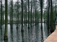 -渌洋湖湿地公园