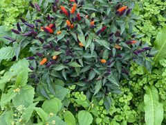 -中国天府农业博览园