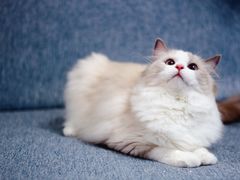 -Bastet sally猫舍购宠(静安店)