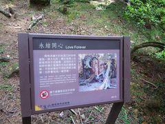 -阿里山神木遗迹
