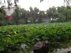 景点-莲湖公园