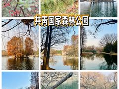 -上海共青森林公园