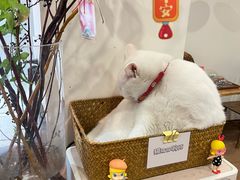 -有猫主题·治愈系猫咖(曾厝垵店)