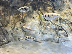 -上海海洋水族馆